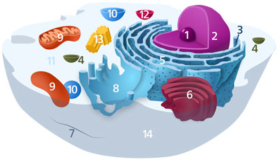 Schematisk bild av en typisk djurcell som visar subcellulära komponenter. Organeller: (1) nukleol, (2) cellkärna, (3) ribosom, (4) vesikel, (5) grovt endoplasmatiskt retikulum (ER), (6) golgiapparaten, (7) cytoskelett, (8) slätt ER, (9) mitokondrie, (10) vakuol, (11) cytoplasma, (12) lysosom, (13) centriol och (14) cellmembran. Schema: Kelvinsong, Wikipedia, publicerad enligt CC0 1.0.