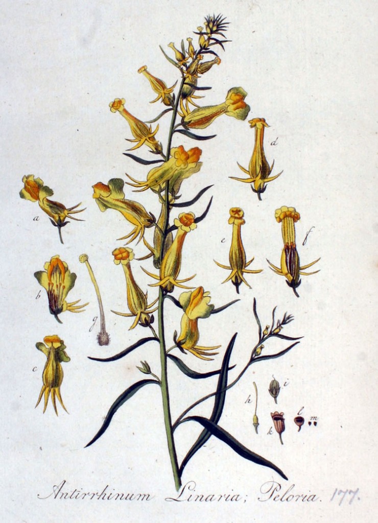 Linaria vulgaris-mutationen Peloria ur flora. Bild: Wikimedia Commons.