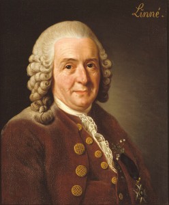 Carl von Linné. Bild: Wikimedia Commons.