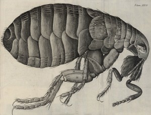 Robert Hook, Flea. Bild ur encyklopedi. Bild: Wikimedia Commons.