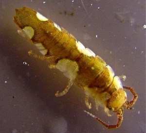Tånglus (Idotea baltica), vanligt förekommande i Östersjön. Foto: Wikipedia commons.